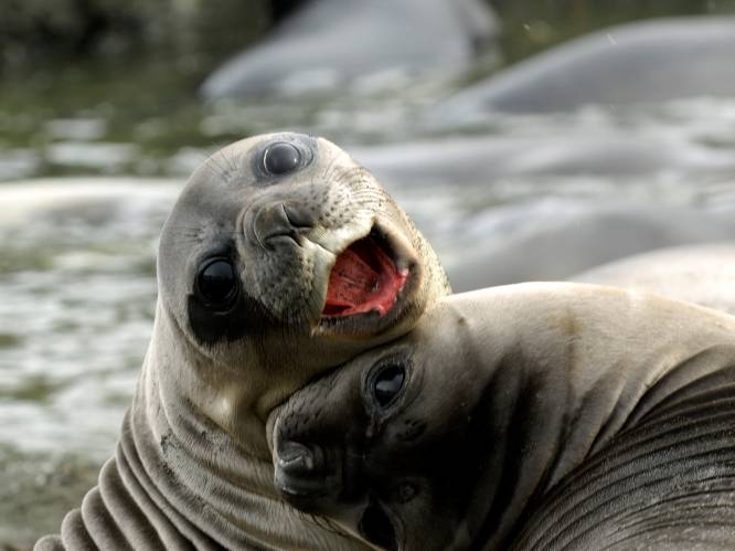 Zeker 65 diersoorten kunnen lachen: wat is de functie daarvan?