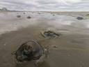 Les plages de la côte ouest sont jonchées de méduses “Rhizostome”.