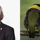De meest sexy vogel is net een paspop