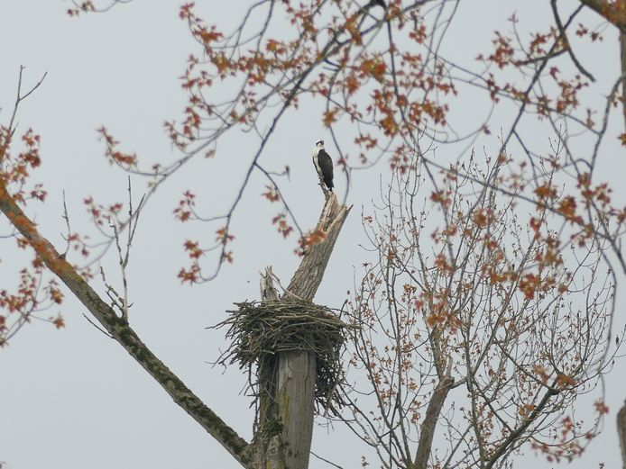 Een visarend bij zijn nest in de Biesbosch.