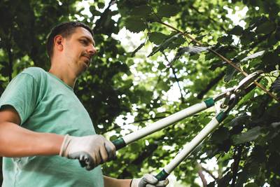 Pruning your hedge: should you do it now or is it better to wait until spring?