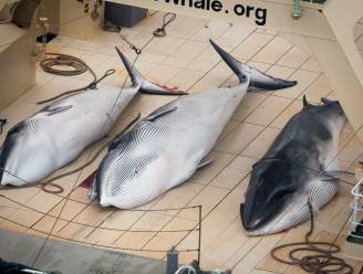 Japan investeert in nieuw 'moederschip' voor controversiële walvisvangst
