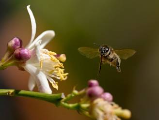 Imkersbond nuanceert ‘massale bijensterfte’ van afgelopen winter, “maar sterftecijfer is wel nog altijd te hoog”