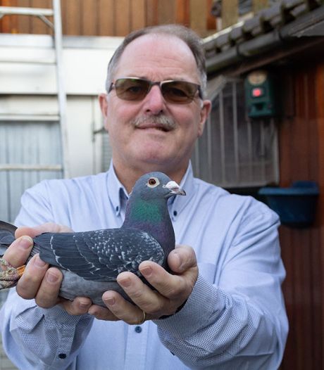 Bernard uit Breda is vijf duiven kwijt na onweersdrama: ‘Dit is erg, heel erg zelfs’