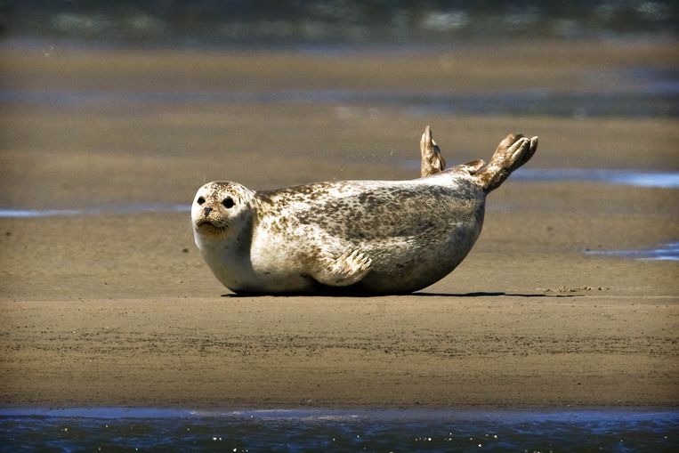 Een zeehond rust uit op een zandbank in de Waddenzee. Beeld colourbox