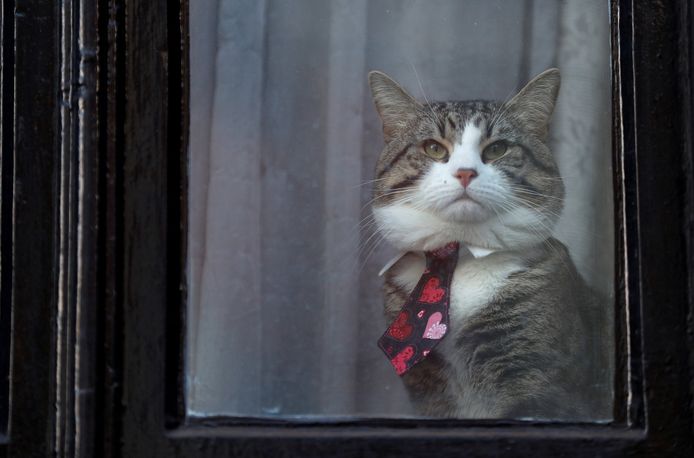 De kat van Julian Assange.