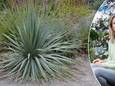 Yucca of palmlelie (links) en tuinexperte Laurence Machiels (rechts).