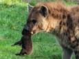 Zien: twee gevlekte hyena’s geboren in Safaripark Beekse Bergen