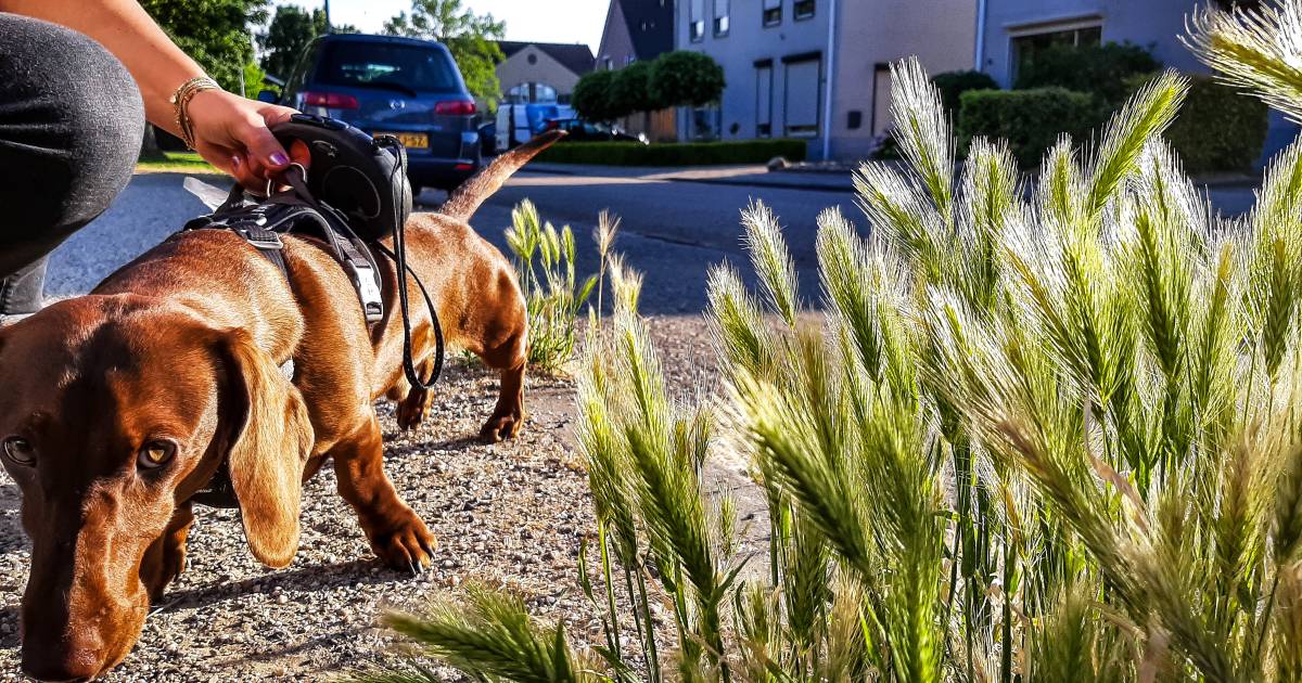 Niest je hond ineens veel of bijt hij telkens in zijn poot? Wacht dan niet te lang voor je naar