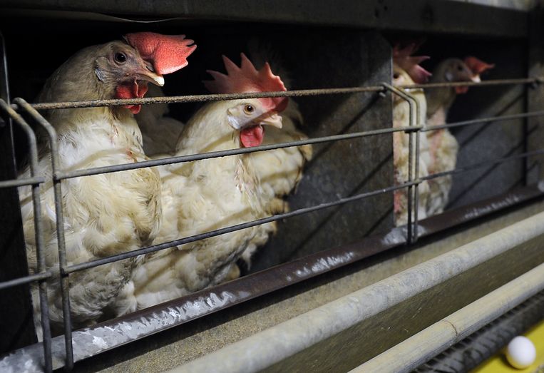 naakt innovatie loterij Vogelgriepseizoen houdt bijzonder lang aan, prijzen eieren en kippenvlees  stijgen