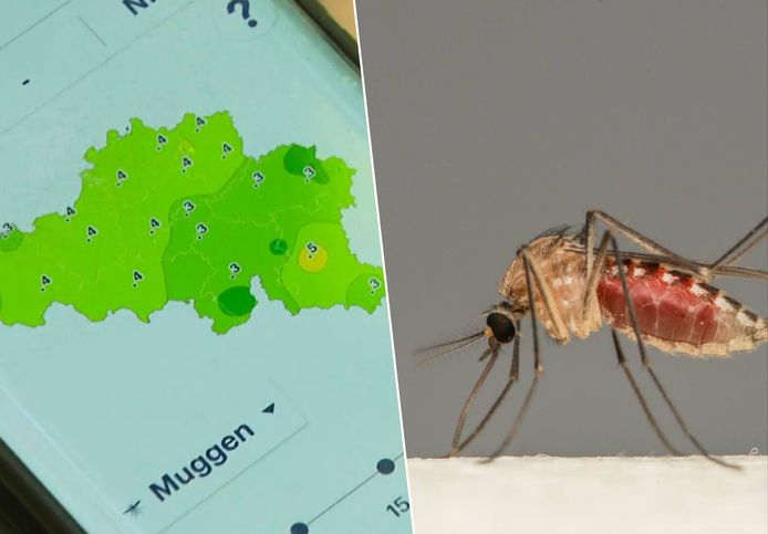 Na regen kan Buienradar ook de kans op muggen voorspellen