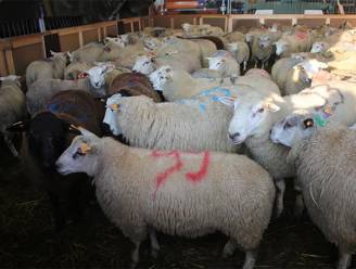 Kamerbrede steun voor verbod op onverdoofd slachten