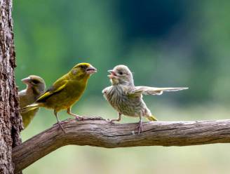 De grappigste dierenbeelden van het jaar: deze foto was de grote favoriet