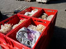 Politie mist nog illegale schedels en zagen na inval bij groothandel Berghem