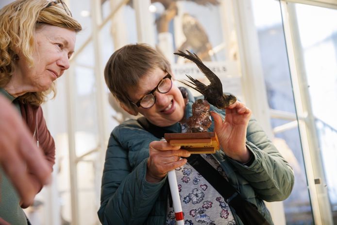 Blinden en slechtzienden kregen vandaag de mogelijkheid diverse dieren te voelen uit de collectie van het Natuurhistorisch en Volkenkundig Museum in Oudenbosch.