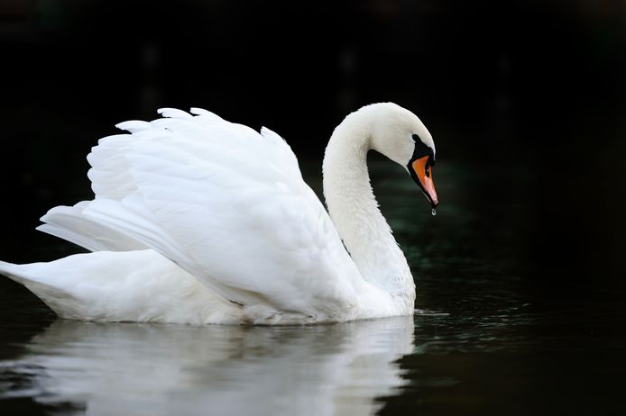 Close beautiful swan swimming in the lake