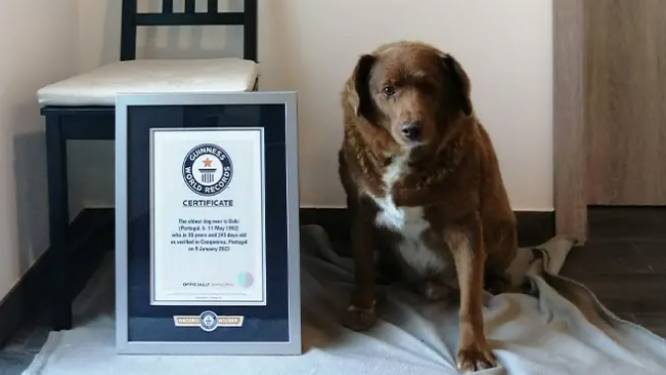 De Portugese Bobi stoot na 84 jaar de Australische Bluey van de troon en is nu de oudste hond ooit