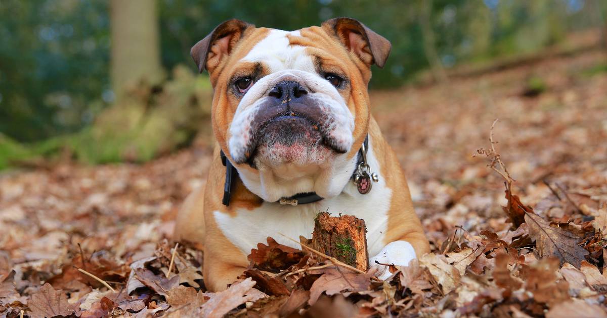 dood Tenen Harmonie Dierenwelzijn waarschuwt voor valse advertenties: oplichters verkopen  zogezegd honden online | Instagram VTM NIEUWS | hln.be
