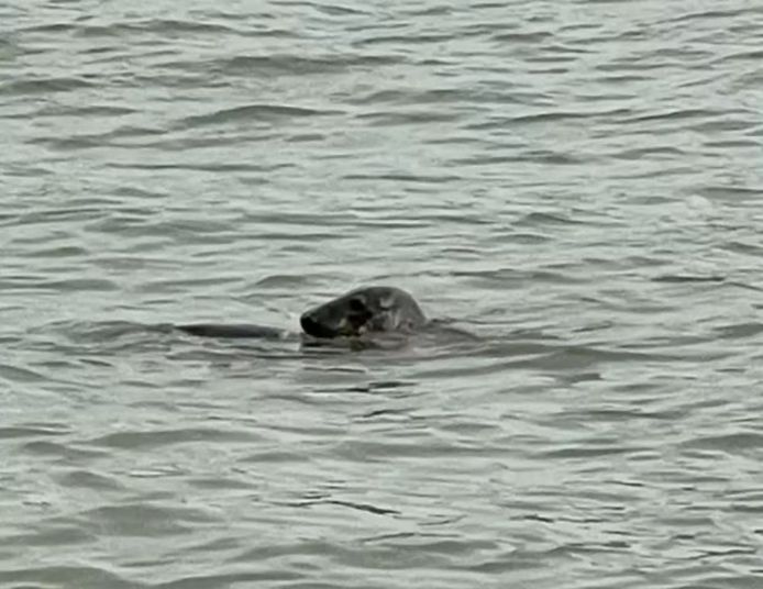 Zeehond in de Nieuwe Maas.