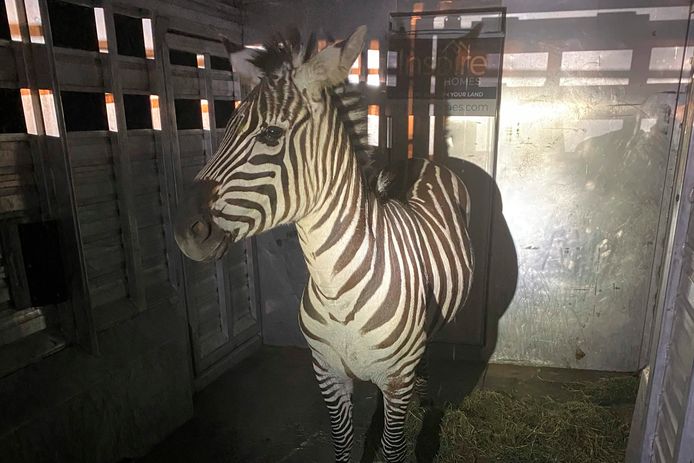 De Regional Animal Services of King County publiceerde deze foto van zebra Shug kort nadat ze gevangen was.