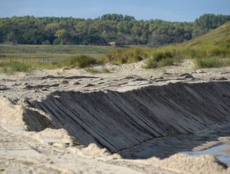 Nieuwe spin ontdekt in Knokke