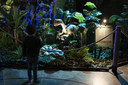 In een dinosaurus-exhibitie in Zwitserland werd ook een replica van een levensgrote Oviraptor tentoongesteld.