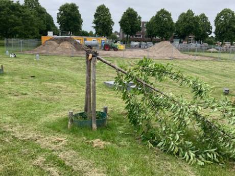 Tien bomen vernield in park in Zeewolde, gemeente plant later nieuwe exemplaren