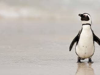 Pinguïn overleden door chloortabletten in water van verblijf