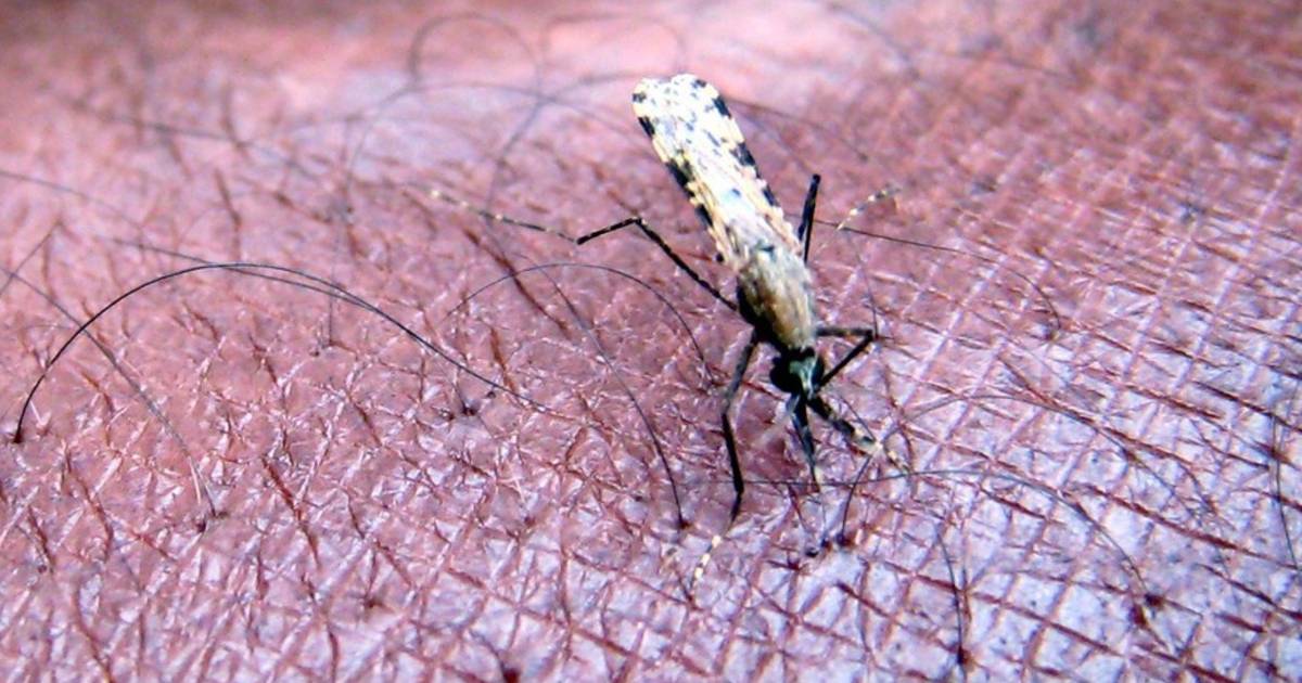 L�ONU cherche 3,2 milliards pour lutter contre la malaria