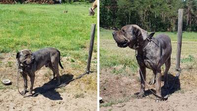 In brandende zon aangetroffen hond blijkt wegloper Lemmy: terug bij baasje