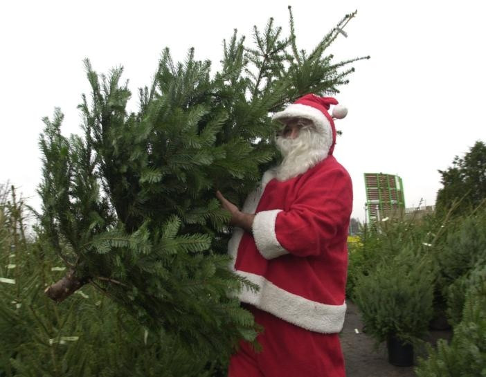 Voorouder rukken Groen Veel mensen kiezen toch voor de dure Deense nordmann' - 'Kunstkerstboom is  op zijn retour' - Amsterdammers nemen een boom uit Budel mee | Foto | ed.nl