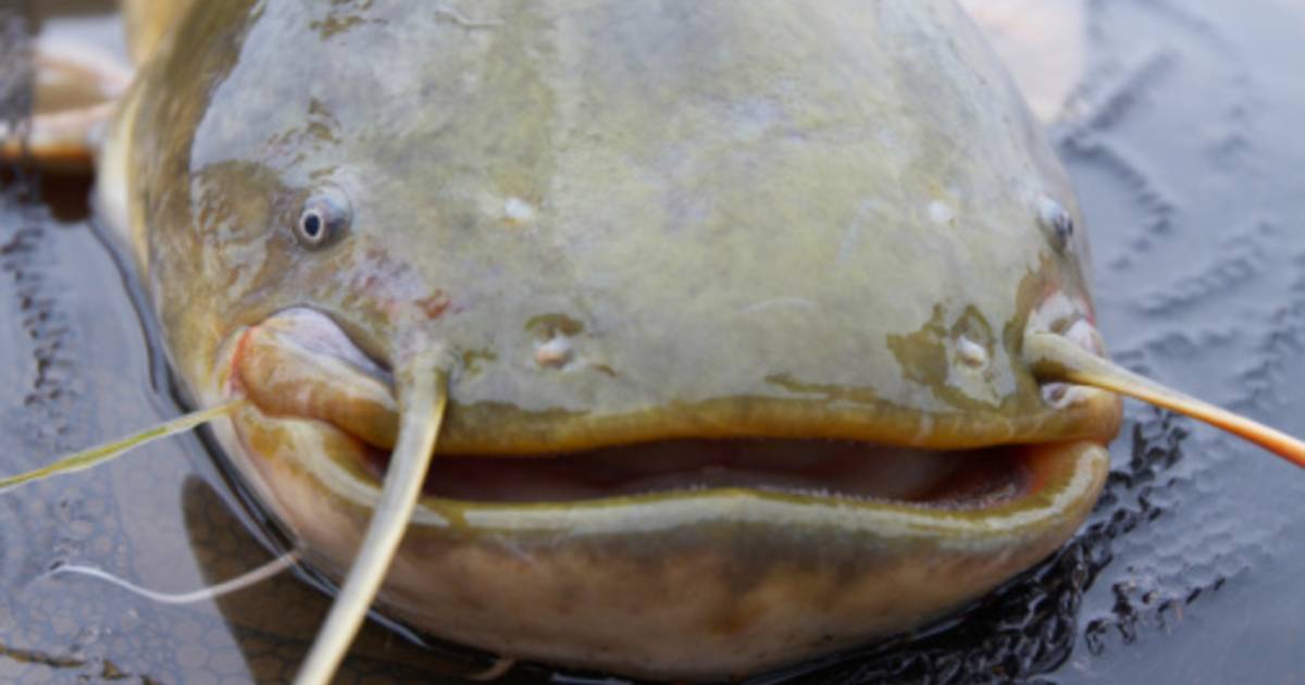 Les Poissons Chats Menaces Par Des Barrages Sur Le Mekong Ecologie 7sur7 Be