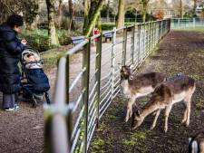 Hertenkamp-ban verbaast beheerders: ‘Herten juist reden om door park te lopen’