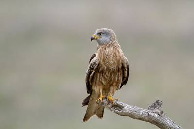 Exceptional birds of prey are increasingly at home in our country, but many ‘old acquaintances’ are having a hard time