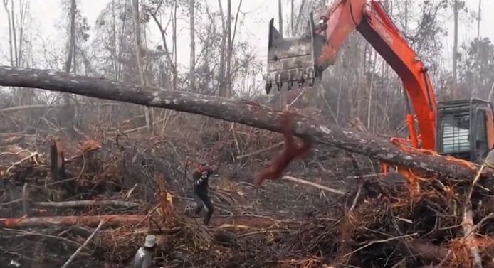De orang-oetan valt van de boomstam.