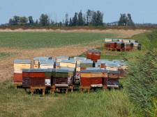 ‘Honingbijen komende jaren niet langer massaal welkom in Biesbosch’