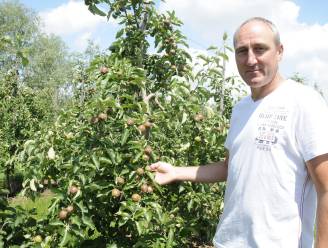 Schade bij fruittelers groot na onverwachte hagelbui: “80 procent van appels niet meer verkoopbaar”