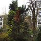 Witte Huis krijgt zaailing kastanjeboom Anne Frank