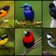 Zangvogelbos emancipeert, kleuren doen ertoe