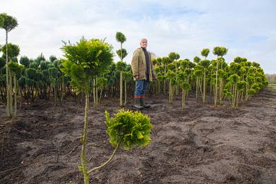 Wie heeft de 200 coniferen van Piet gezien? ‘We waren 7 tot 8 jaar bezig met deze planten’