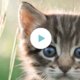 We vieren Wereld Kattendag met de 9 leukste video's!