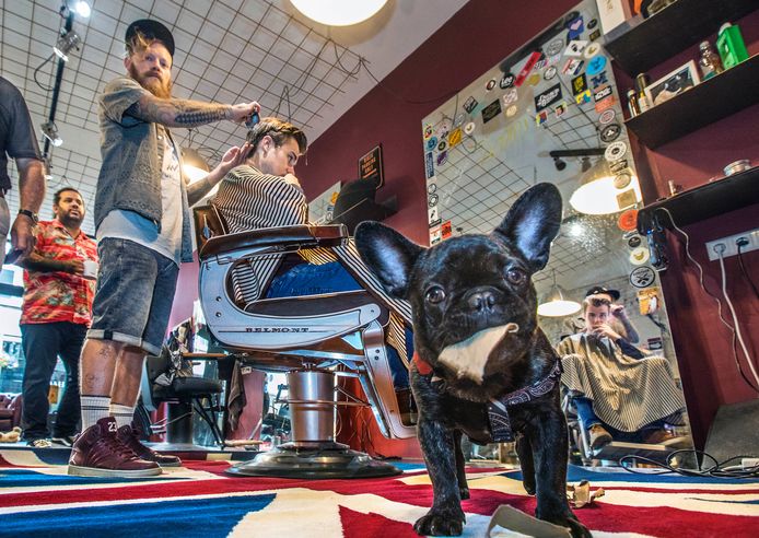 De Britse Timmi Norman is eigenaar van een kapperszaak aan het Noordeinde in Den Haag. Daar loopt ook bulldog Teddi rond.