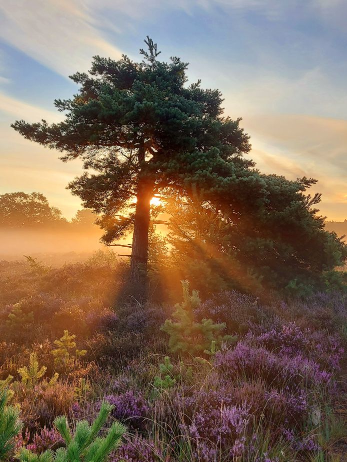 Een prachtige zonsopkomst op de Buisse Heide in Zundert. Niemand weet nog wat de dag in petto heeft.