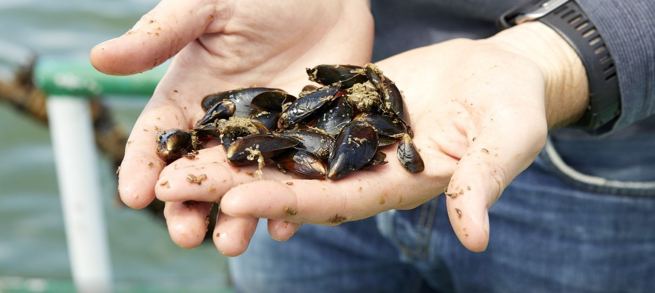 Colruyt bevestigt eerste mossellijnen in zijn zeeboerderij: “De eerste ...