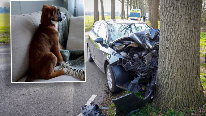 Drama in Almen: Annemareyn (25) verliest bij ongeluk haar ongeboren kindje en haar hondje