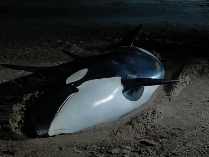 Aangespoelde orka overleden op strand van Cadzand