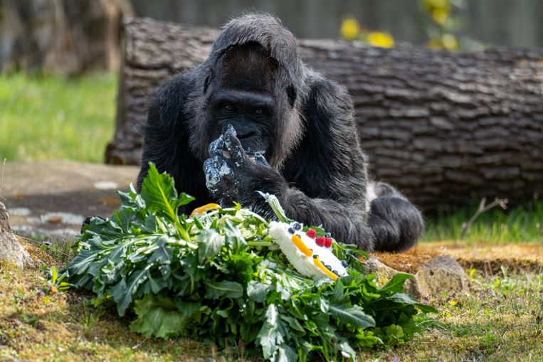 Een gorilla in de zoo van Berlijn. Beeld ANP / EPA