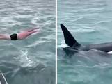 Un homme condamné pour un plongeon sur des orques en Nouvelle-Zélande
