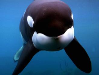 Verboden giftige stoffen roeien mogelijk helft van de orka's uit