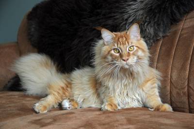 Kroelend de lockdown door: steeds meer mensen kiezen voor een raskat